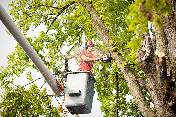  , USA Tree Removal Services Pros